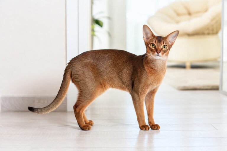 Abyssinian breed profile
