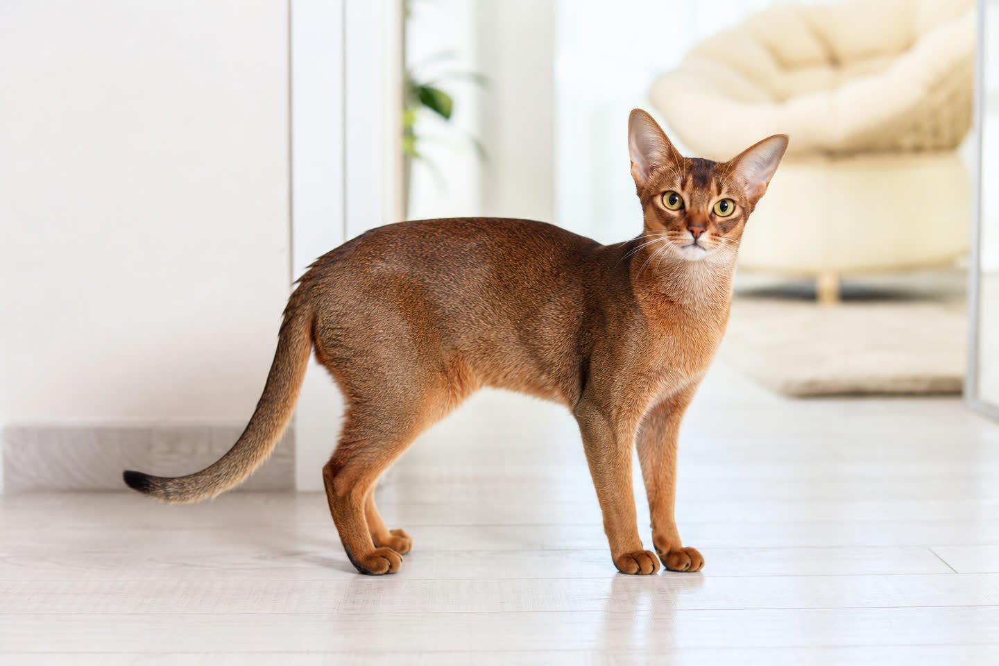 Abyssinian breed profile