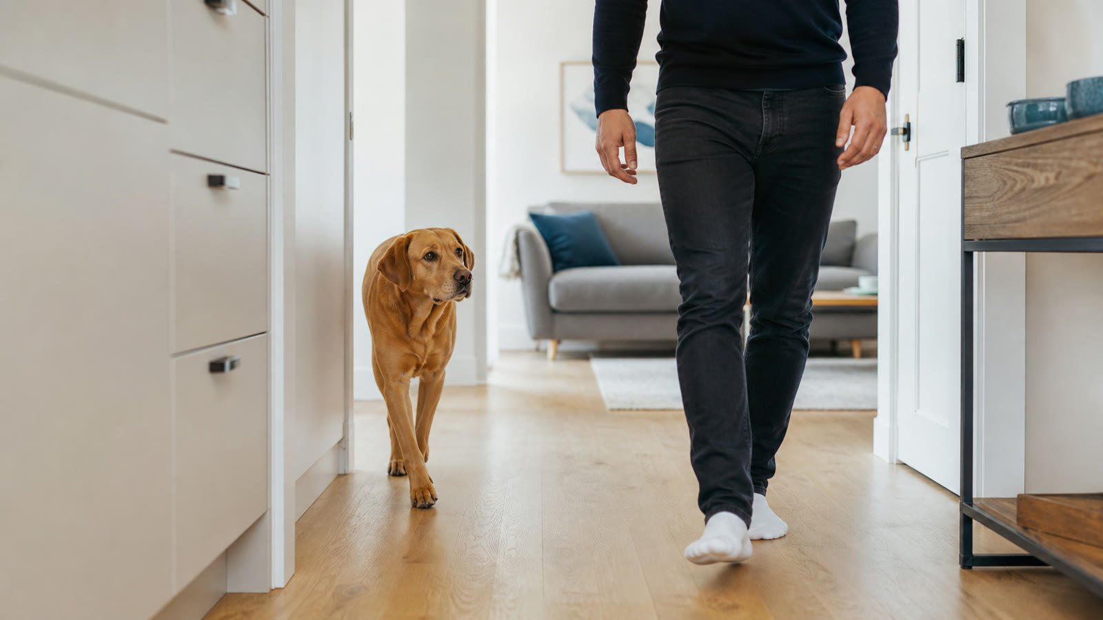 Relaxed dog walking behind its owner through a bright home