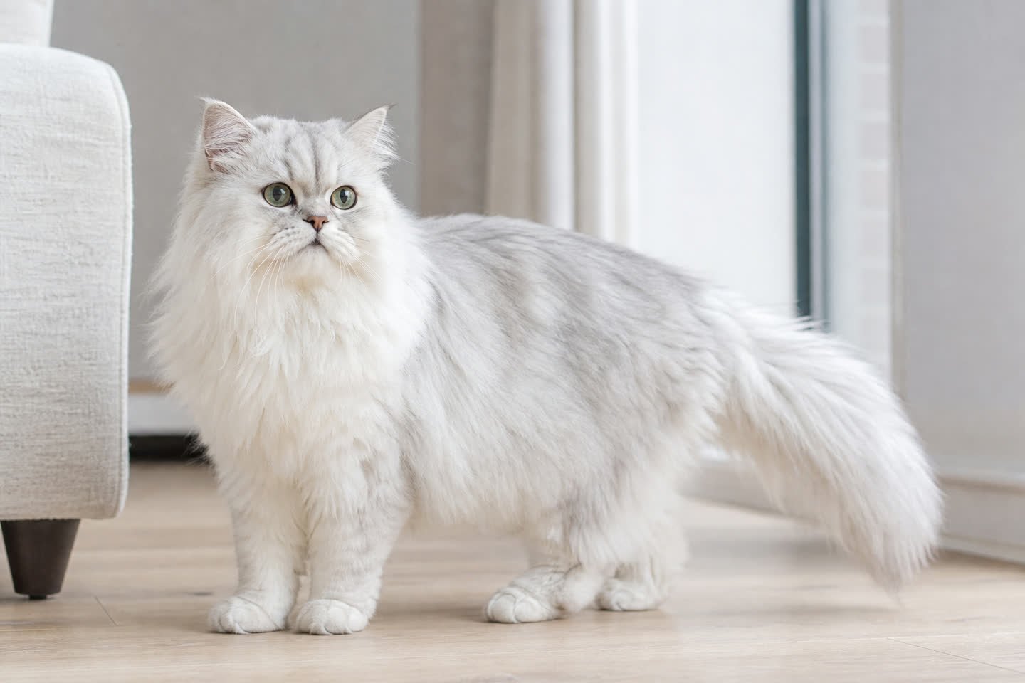 Persian breed profile