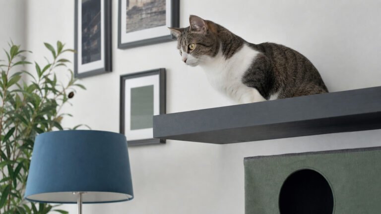 Signs of Stress in Cats: Body Language & Home Checklist