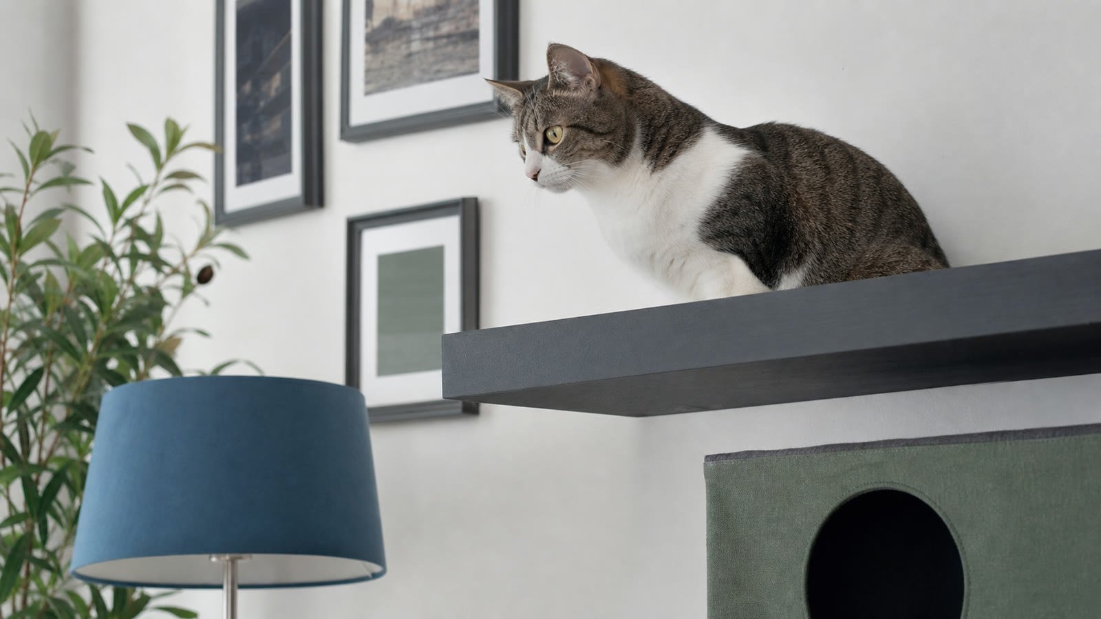 Cautious cat observing its environment from a safe elevated shelf