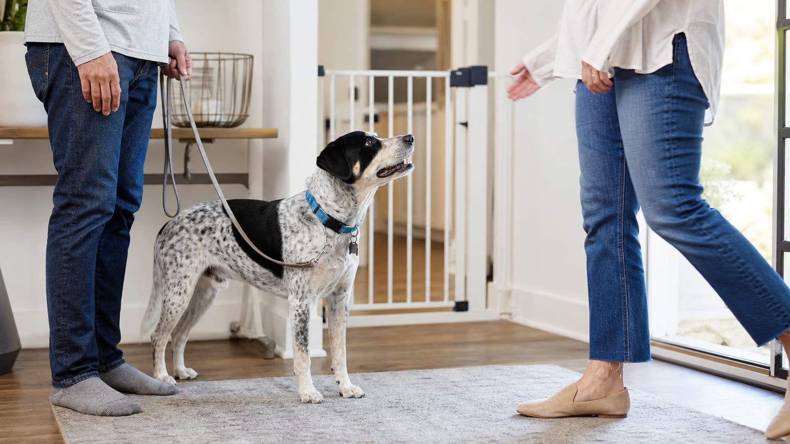 Dog standing with four paws down during a controlled visitor greeting