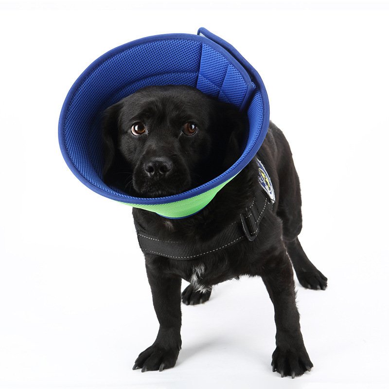 Dog Cat Anti-bite Collar Pet Medical Recovery Collars Transparent Pets