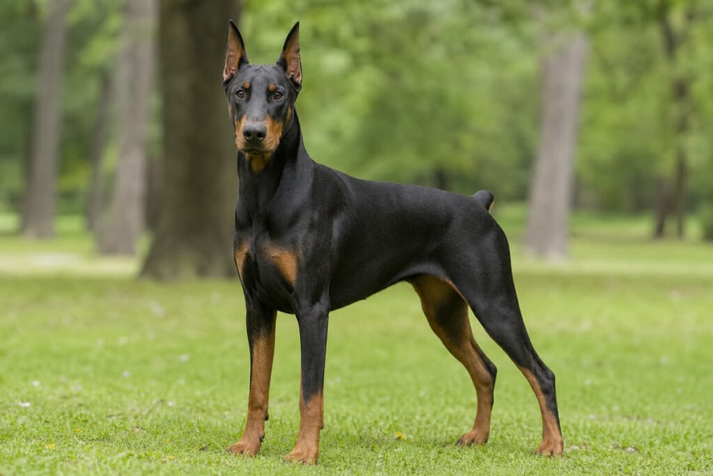 Doberman Pinscher breed profile