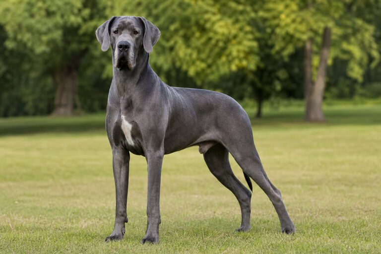 Great Dane breed profile