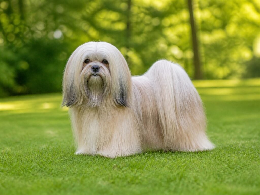 Lhasa Apso breed profile