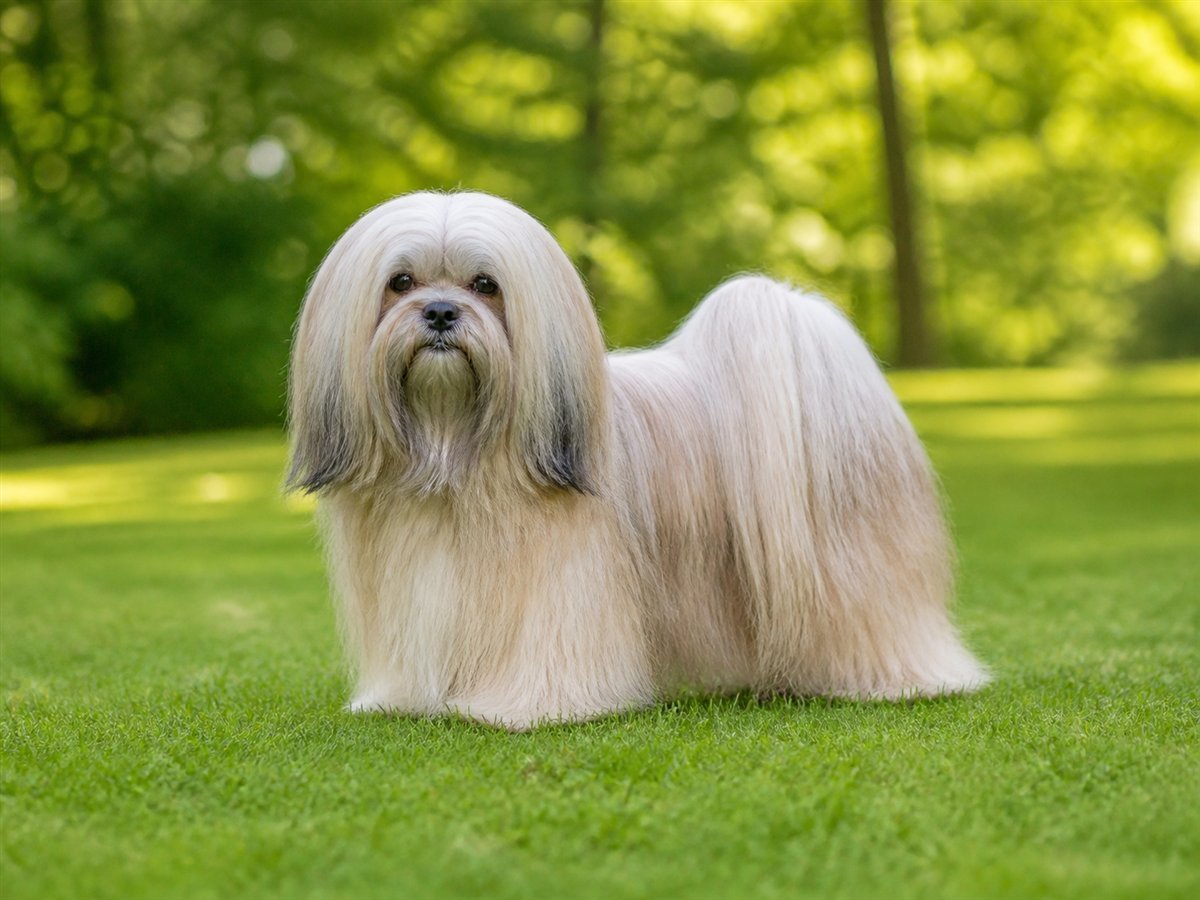 Lhasa Apso breed profile